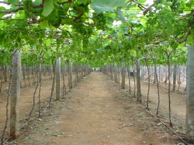 Monoculture truly is sustainable agriculture?