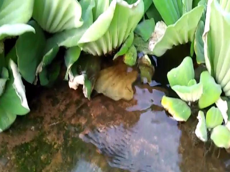 ‘मामौर’ झील जो कि कैराना क्षेत्र व वहां के लोगों के लिए किसी वरदान से कम नहीं थी, वह आज उनके लिए
