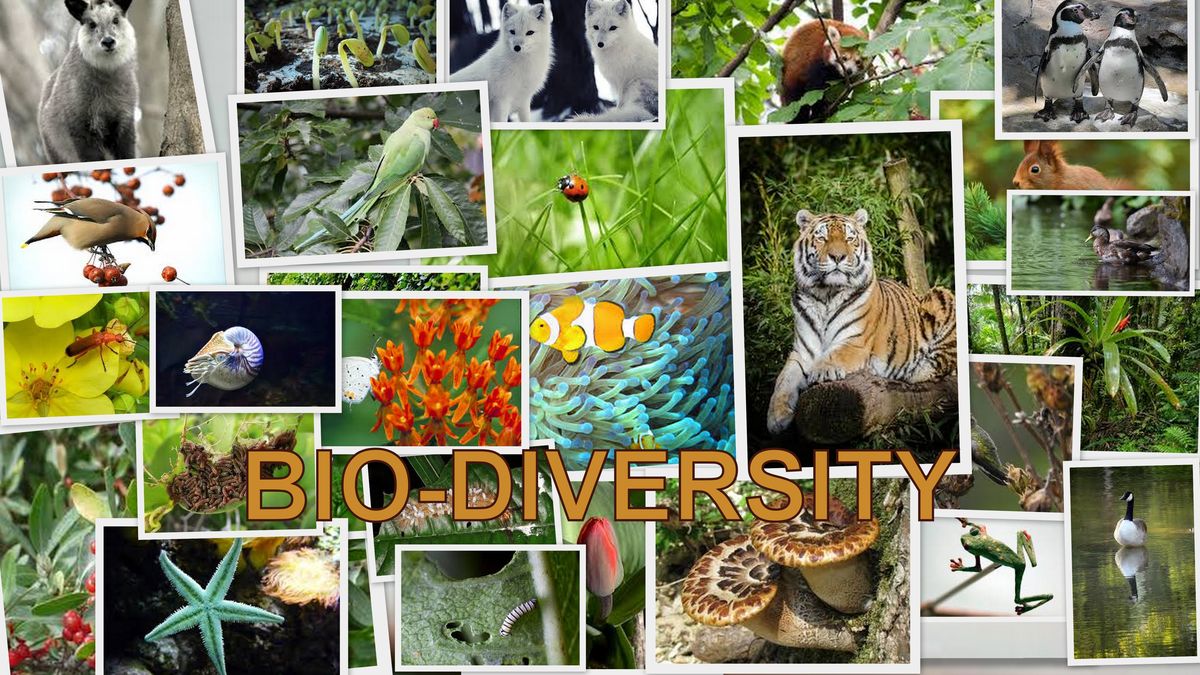   ‘जैव विविधता’ शब्द मूलतः दो शब्दों से मिलकर बना है- जैविक और विविधता। सामान्य रूप से जैव विविधता क