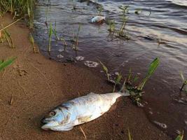 औद्योगिक कचरे से  जहरीली हुई गोमती मे हज़ारों मछलियां मरी