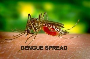 डेंगू बाराबंकी मे भी बरपा रहा है कहर