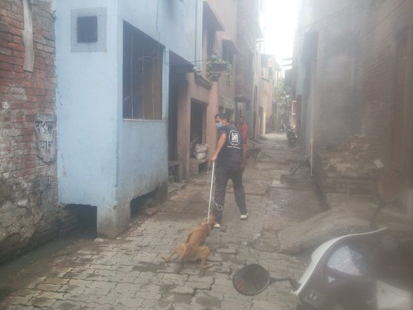 कानपुर गोविंद नगर नार्थ से पार्षद नवीन पंडित ने आवारा कुत्तों से संबंधित स्थानीय निवासियों की समस्या